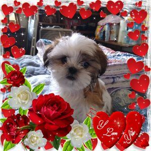 Meet your Posher, Annie